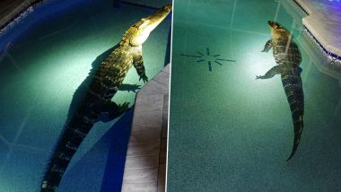 Croc ’n’ Roll! Florida Family Shaken Up After Finding Giant Alligator Chilling in Their Swimming Pool; See Pics